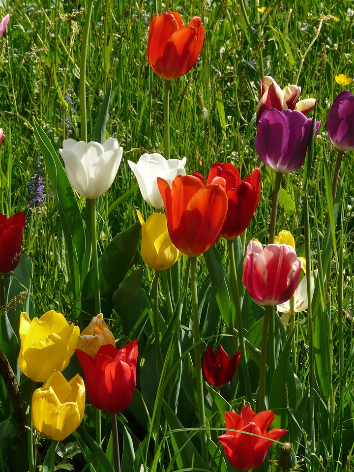 Spring light bloom