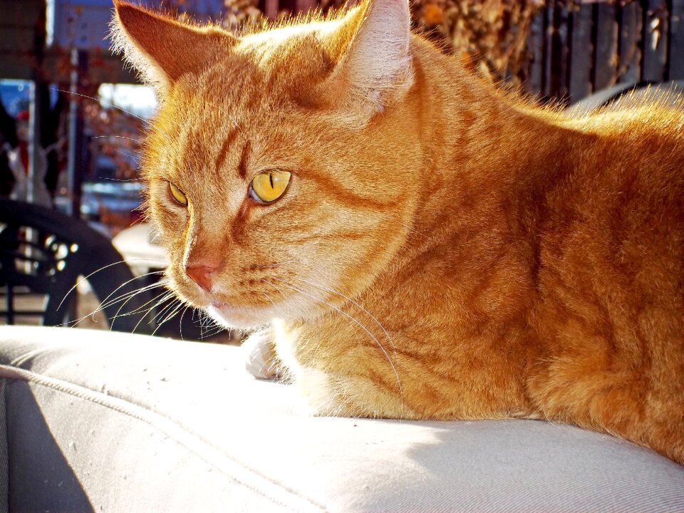 Animal feline domestic