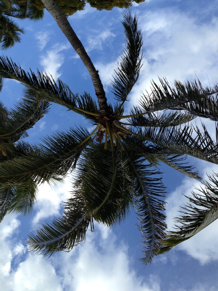 Island summer tropic