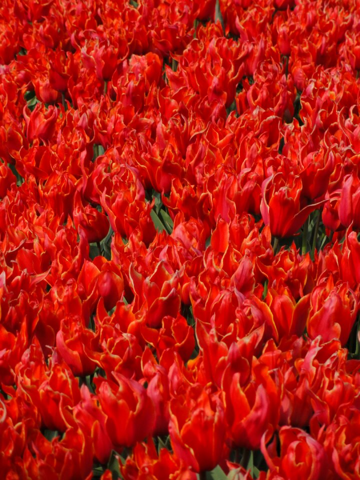 Floral mass field
