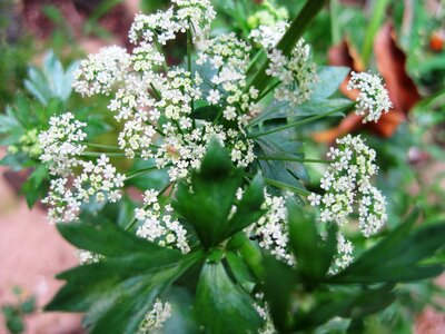 White spray celery flowers green