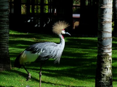 South africa grey crowned crane grey crowned crane balearica regulorum photo