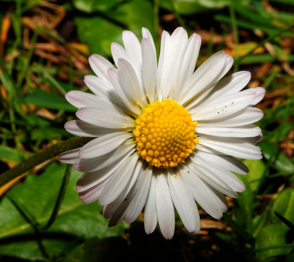 Bloom close up nature
