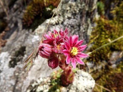 Plant crassulaceae sempervivum arachnoideum rubrum