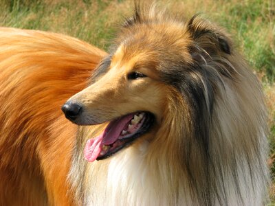 Profile close-up canine photo