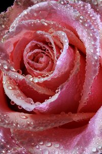 Flower blossom bloom