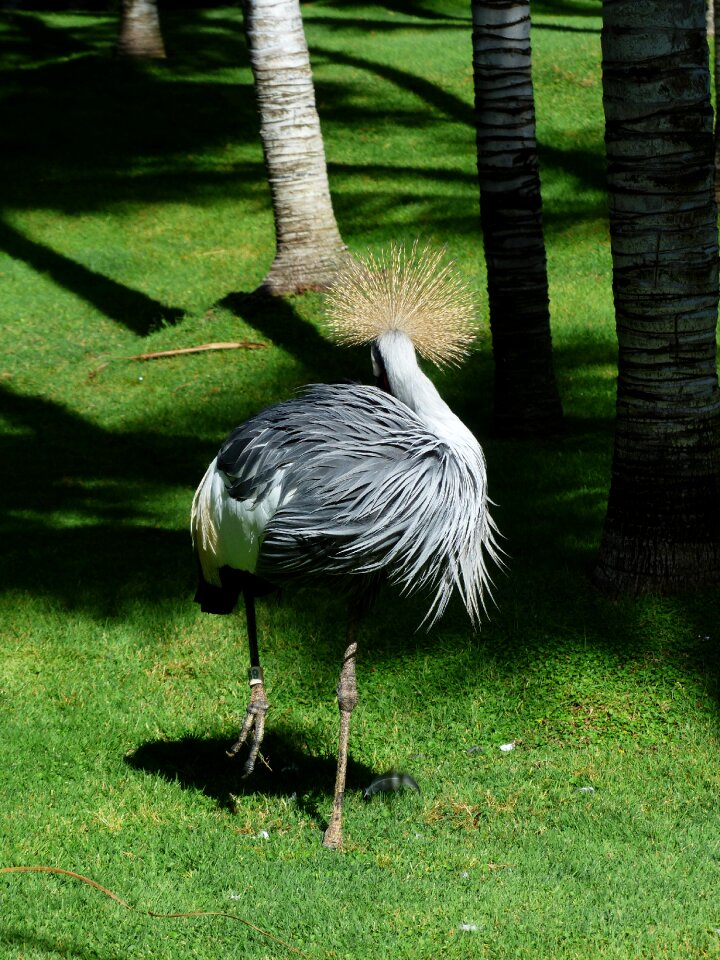 Plumage tufts of hair standing out