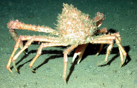 Underwater sea floor sea life photo