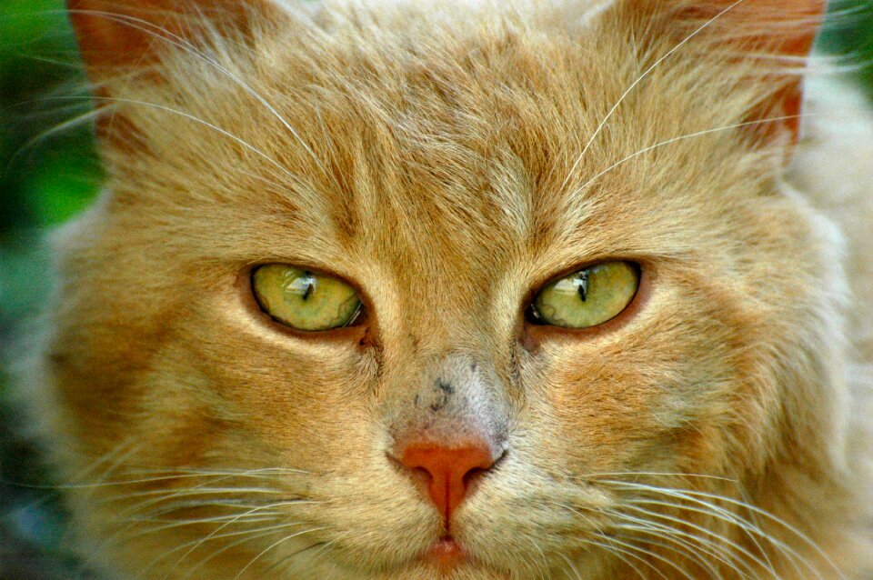 Animals cat face portrait of cat