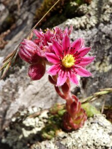 Plant crassulaceae sempervivum arachnoideum rubrum