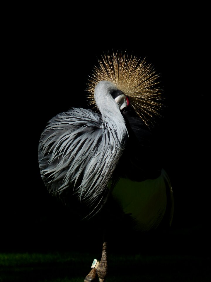 Plumage tufts of hair standing out
