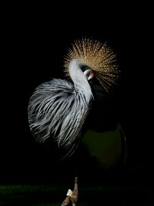 Plumage tufts of hair standing out