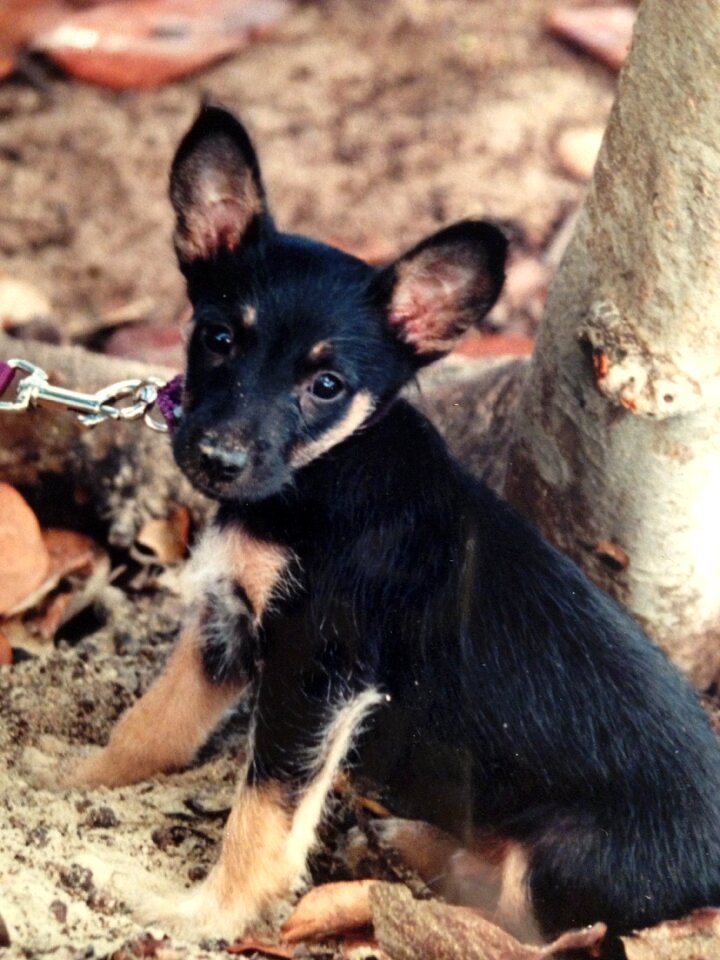 Adorable animal canine