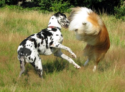 Lassie dog dogs photo