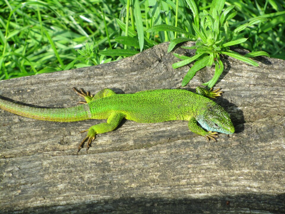 Lizard at the same time macro