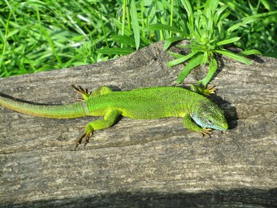 Lizard at the same time macro