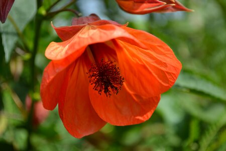 Red indian mallow orange