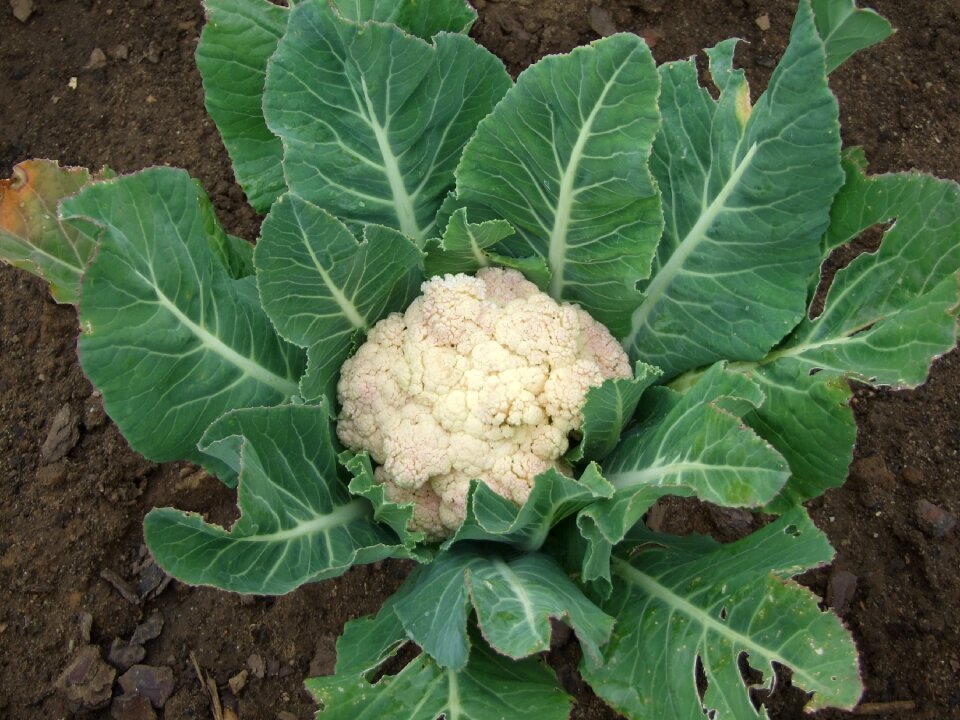 Cauliflower vegetables Free photos