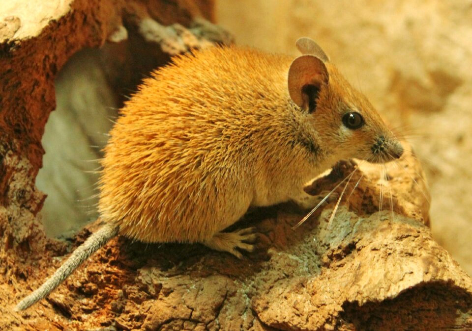 Nager cute mammal