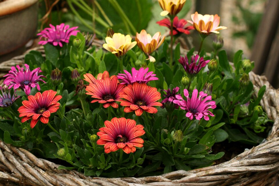 Flower basket garden summer