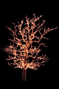 Christmas xmas black tree
