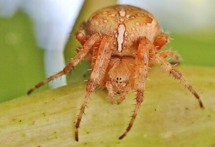 Spider macro close up animal photo