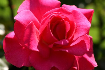 Garden red rose flower photo
