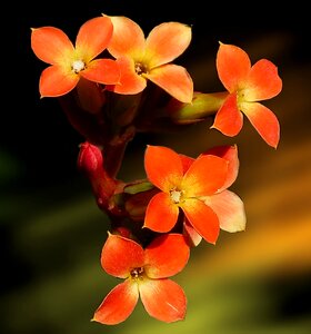Flowers blossom plant