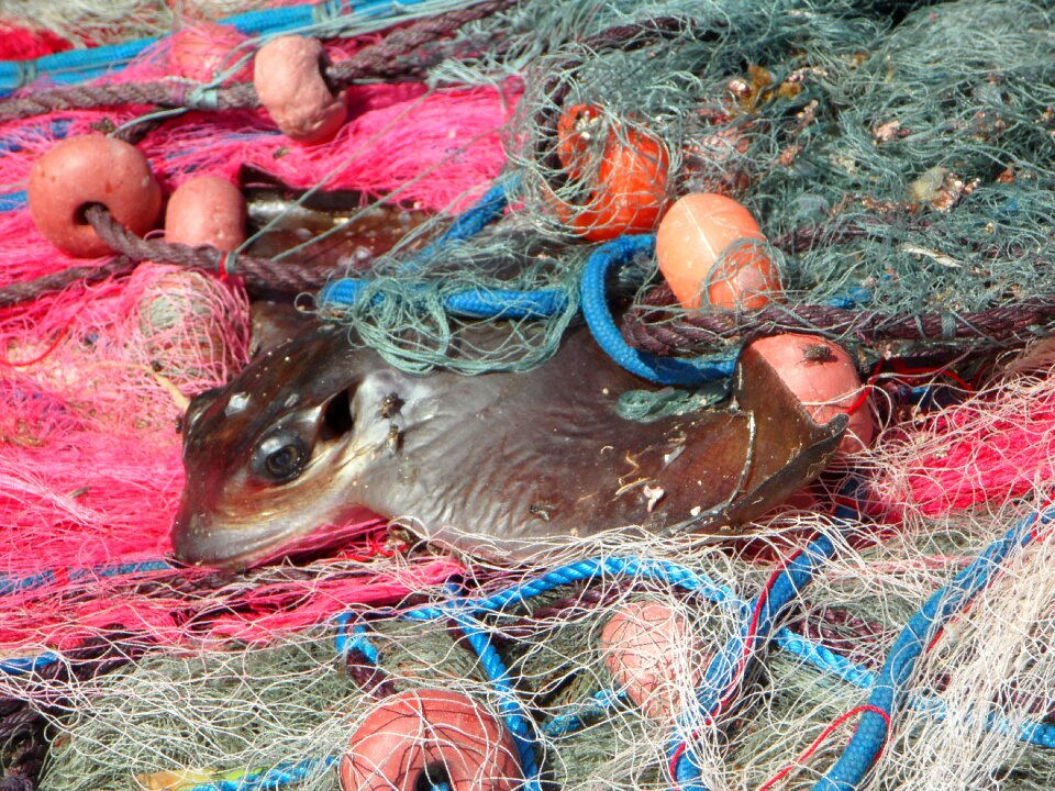 Fishing nets fishing fish
