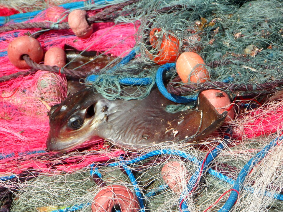 Fishing nets fishing fish photo