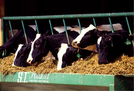 Holstein farm feed photo