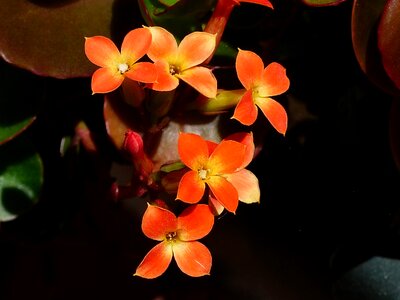 Flowers blossom plant photo