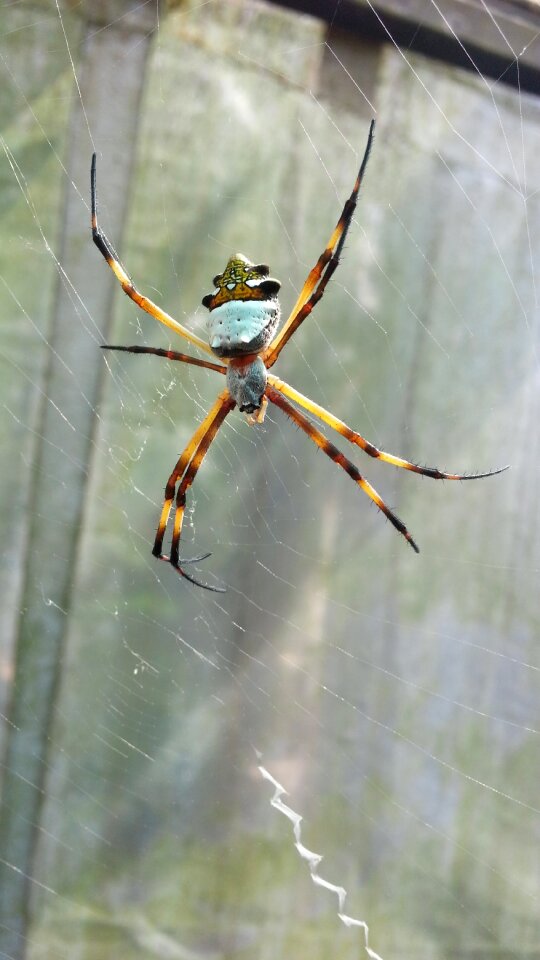 Nature animals animal