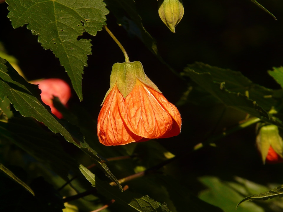 Plant garden red