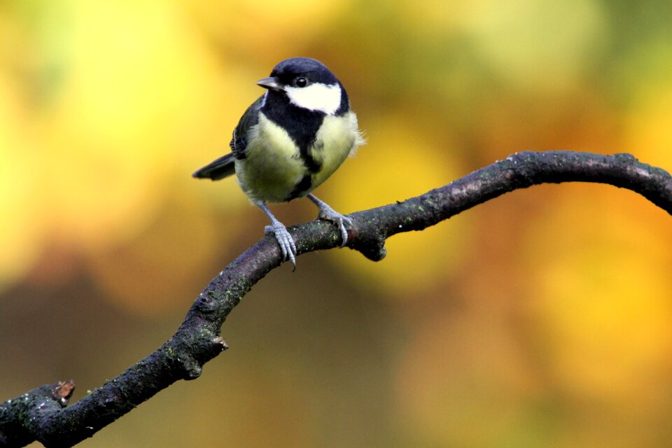 Wings great tit autumn