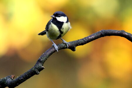Wings great tit autumn