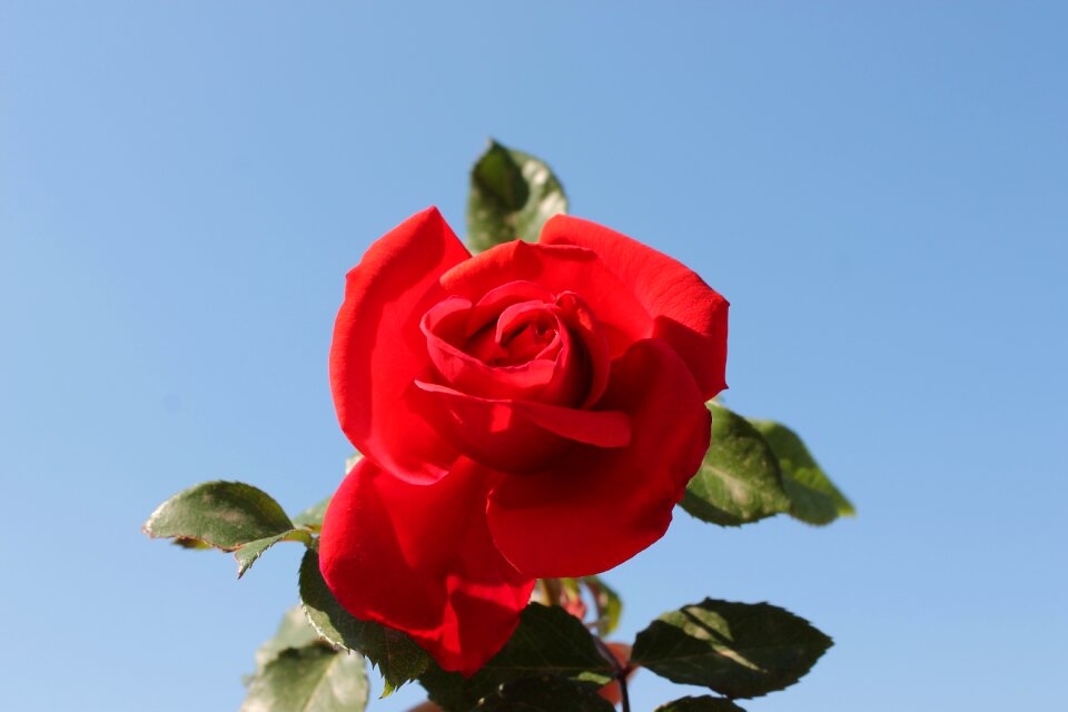 Flower rosa garden