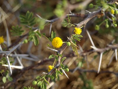 Thorn tiefenschärfe bush photo