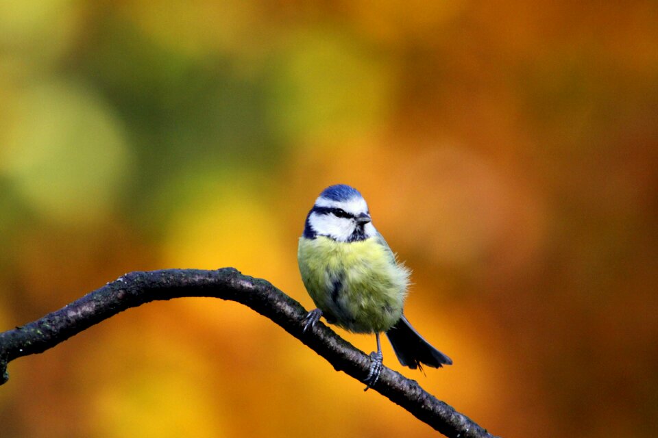 Bird colors autumn