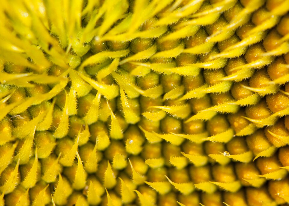 Macro floral plant