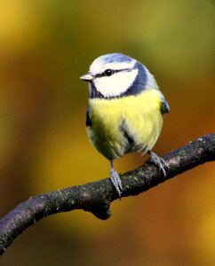 Bird colors autumn