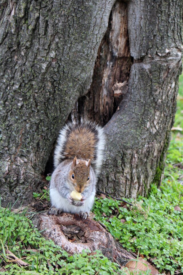 Forest wildlife furry