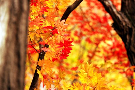 Autumn leaves red maple wood photo