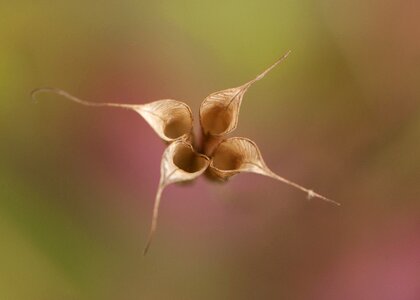 Woodland plant natural