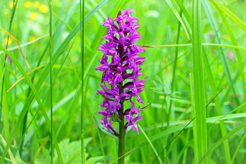 Bloom purple spotted