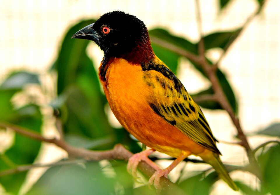 Wildlife nature perch