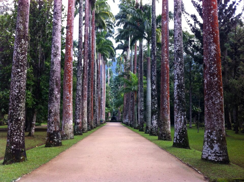 Forest tree rio de janeiro