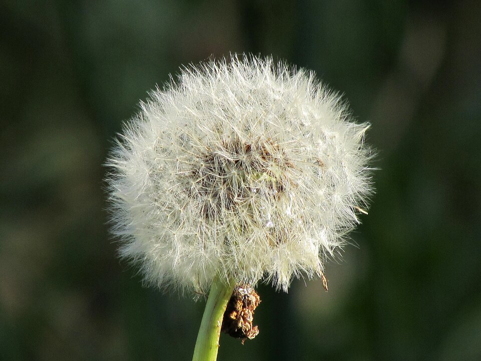 Dandelion flower close up