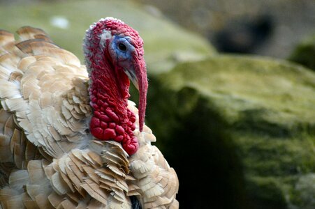 Holiday nature harvest photo