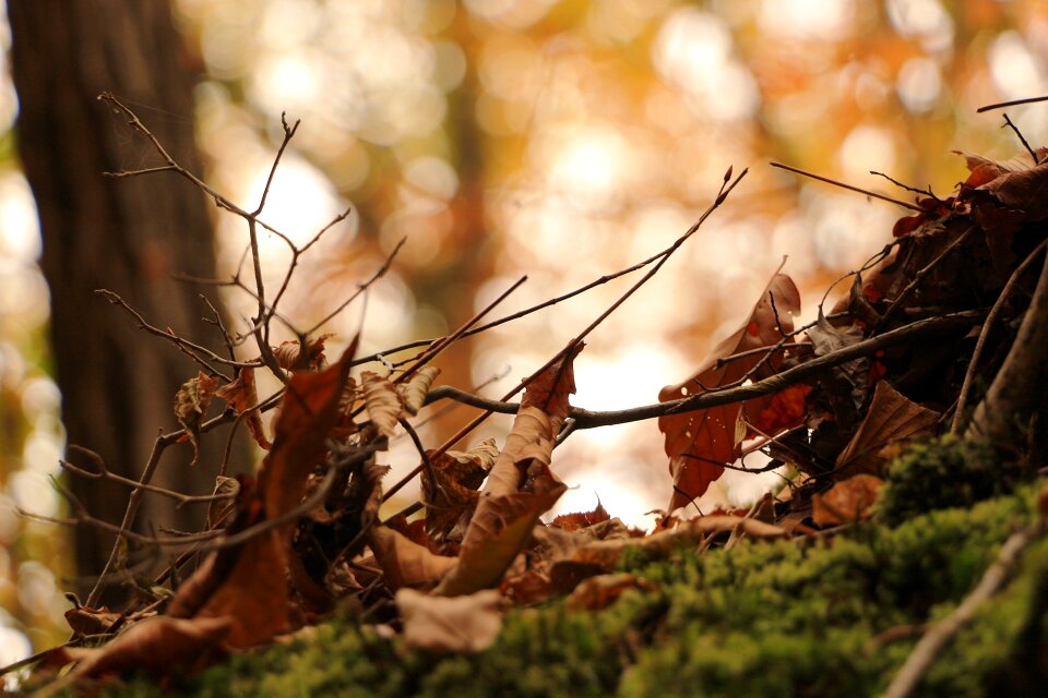 Autumn leaves leaf wood